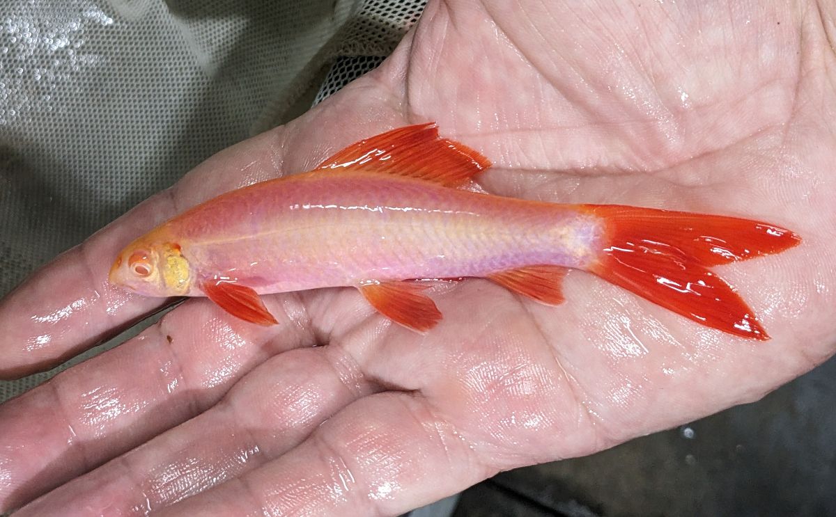 GloFish - Shark - Sunburst Orange-LIMIT 3 PER ORDER-3 inch